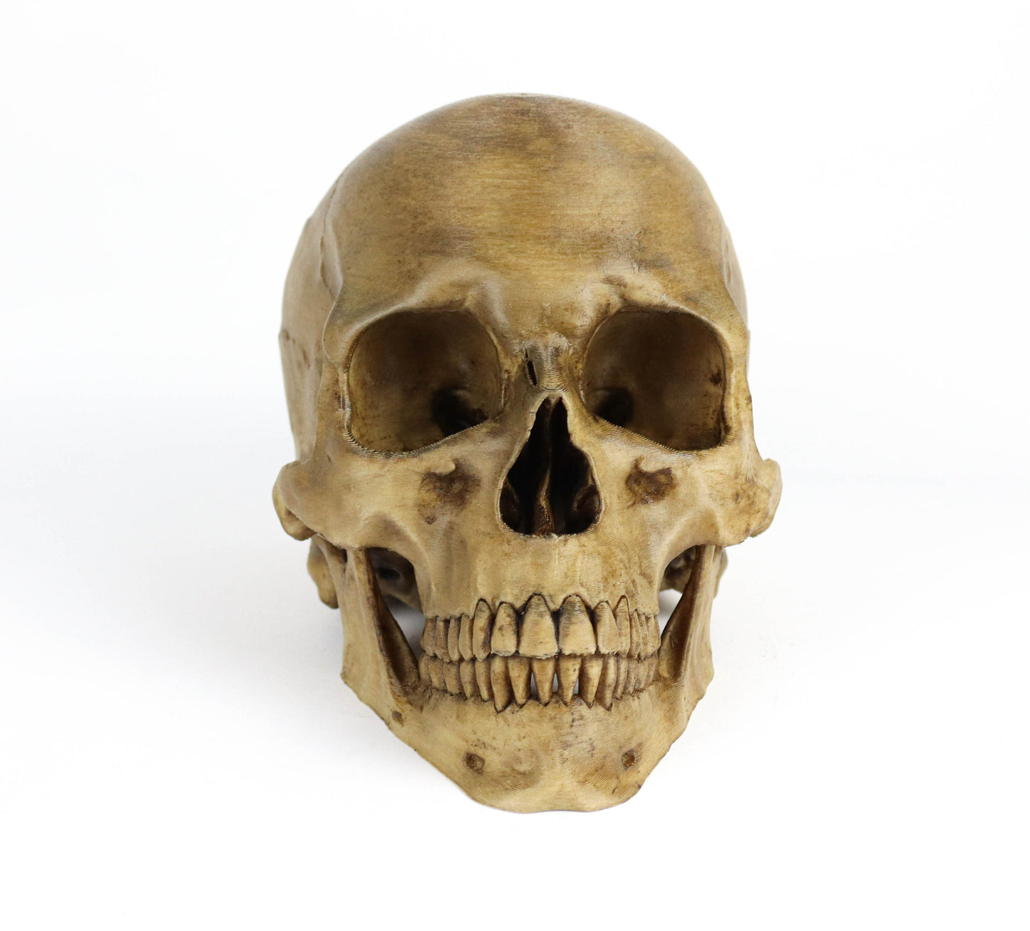 Aged Human Skull Decor, Lifesize Horror Prop, Headphone Holder Decoration