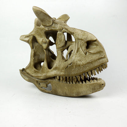 Aged Carnotaurus Skull Replica: Dinosaur Fossil Decor