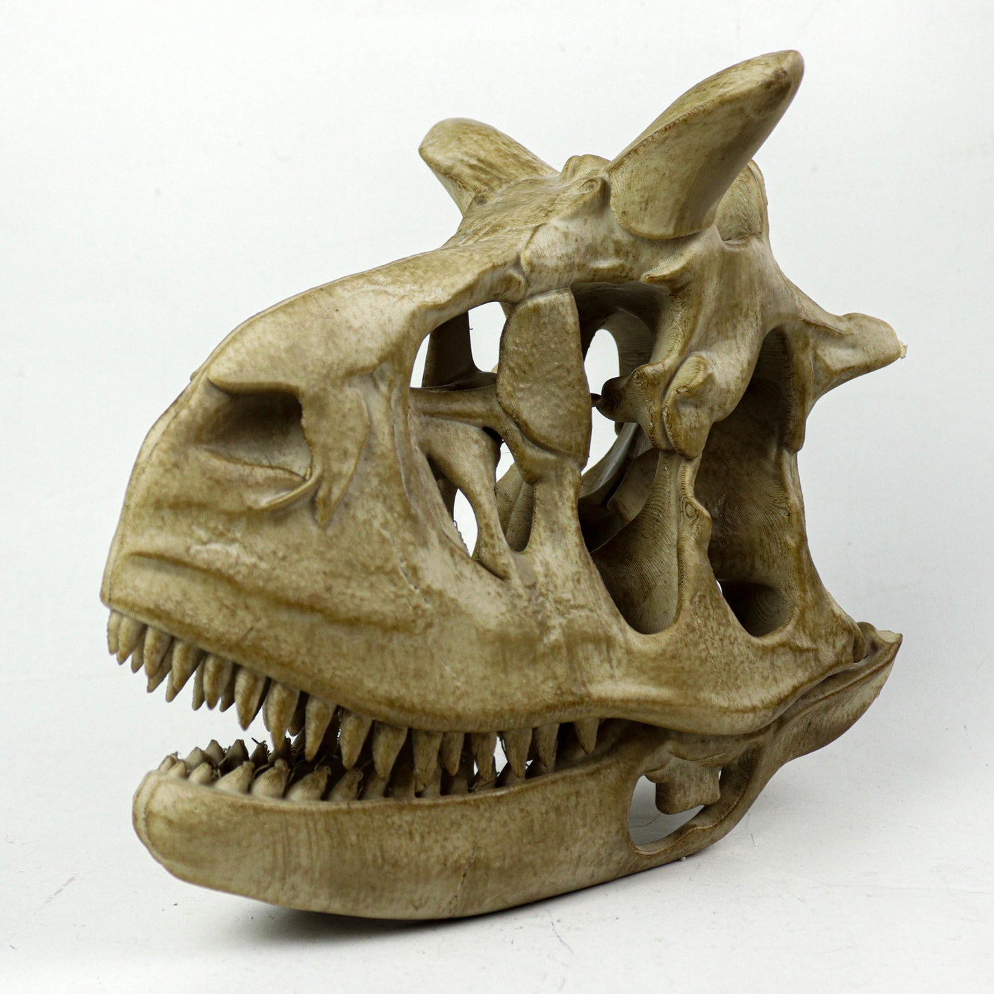 Aged Carnotaurus Skull Replica: Dinosaur Fossil Decor