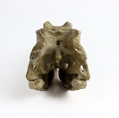 Allosaurus skull, Dinosaur Aged Skull Replica, Prehistoric Dinosaur Fossil Decor, Jurassic Collectible Gift