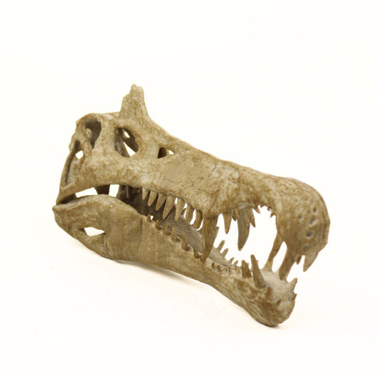Handpainted Spinosaurus Skull Replica: Aged Dinosaur Fossil Decor