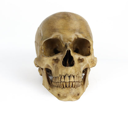 Aged Human Skull Headphone Holder, Skull Horror Decor Headphone stand