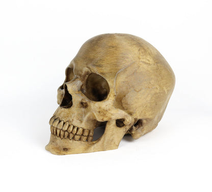 Aged Human Skull Decor, Lifesize Horror Prop, Headphone Holder Decoration
