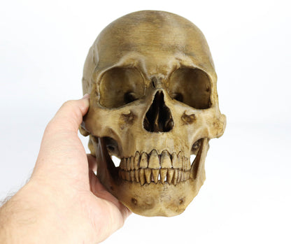 Aged Human Skull Decor, Lifesize Horror Prop, Headphone Holder Decoration