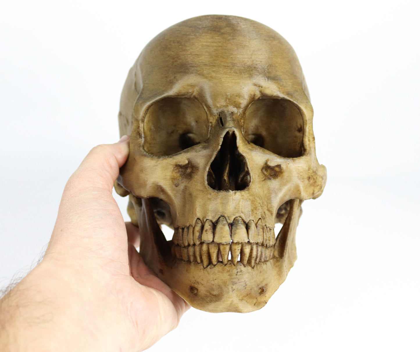 Aged Human Skull Decor, Lifesize Horror Prop, Headphone Holder Decoration
