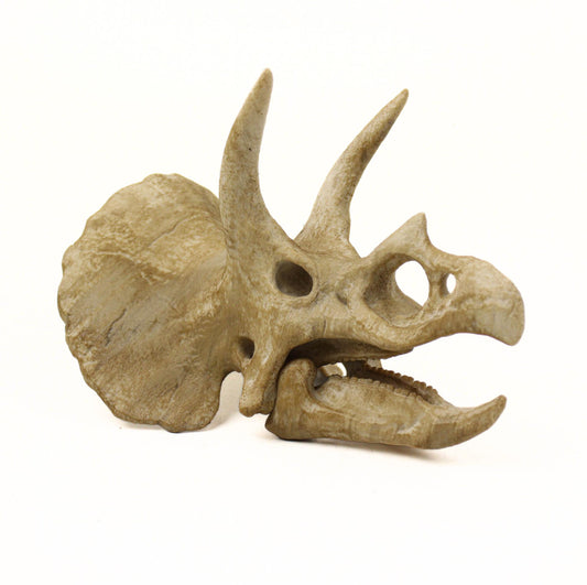 Handpainted Triceratops Skull Replica: Prehistoric Fossil Decor