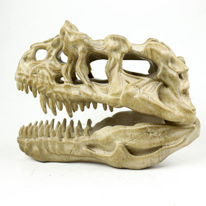 Aged Ceratosaurus Skull Replica: Prehistoric Dinosaur Fossil Model